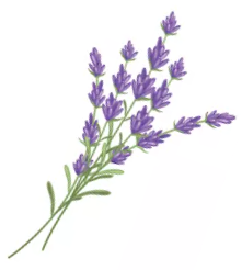  Café Lavender Naturerlebnispark Mühlenhagen